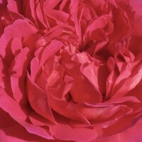 The center of a deep pink rose opening and exposing more and more layers of petals