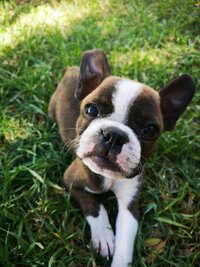 A cute puppy sitting at attention with a pink collar on