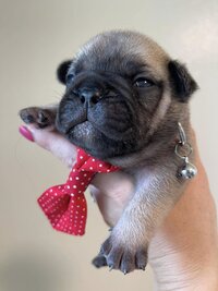 Brown and tan french bulldog puppy with a red bowtie