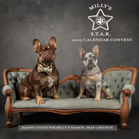 Milly's Search, Trap & Reunite, a calendar fundraiser for Milly's Star