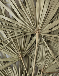 stacked dried palm fronds 