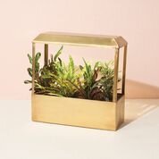 Grow house filled with plants