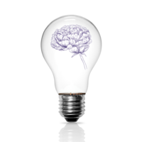 A light bulb with a thriving peony inside, symbolising subconscious healing from sudden traumas using brainspotting therapy