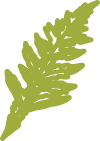 illustration of green fern icon