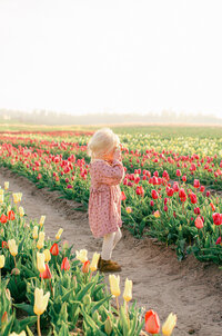 A little Dutch girl holds a wooden play camera, pretending to take photos with it at the tulip fields at sunset. 