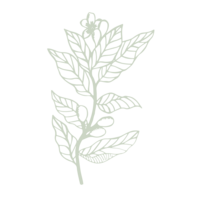 floral illustration