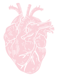 Drawing of anatomical heart