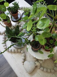 top view of green plants on a table