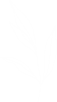 white_olive_lineart_10