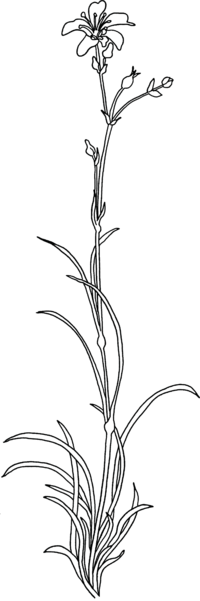 Flower Graphic