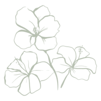 Hibiscus floral illustrations for Luxury resort and spa brand in Fiji