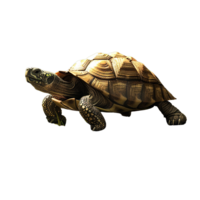 Resilient Turtle in Brave Star Template Symbolizing Patience and Endurance