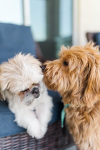 One dog sniffing another dogs ear. 