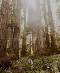 Bride and groom stand in a grove of redwoods