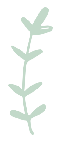 hand drawn branch