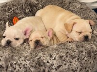 Three cream colored french bulldog puppies sleeping in their bed