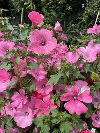 flower farm
