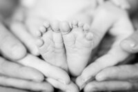 Austin Family Photographer, Tiffany Chapman Photography succulent photo