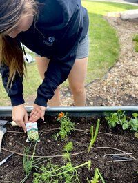 A brunette woman holds seeds in the palm of her hand that she is transferring to a bed of soil. 