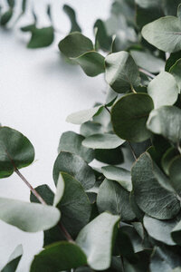 Eucalyptus Leaves Photographed by  Iain Robertson