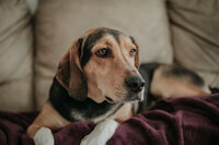 My dog, Maverick, rests on the couch.