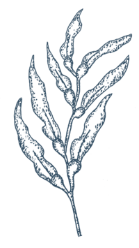 hand illustrated seaweed