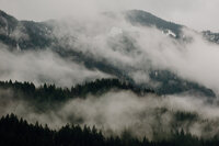 mist surrounds mountain and forest