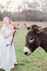 Bride with a donkey at Historic Red Farm