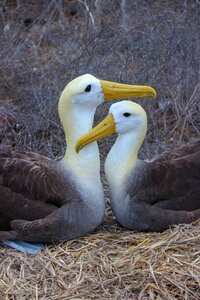 A pair of Waved albatross on Espanola Island in the Galapagos, Ecuador  ©Stephanie Dosch | theViatrix Luxury Travel