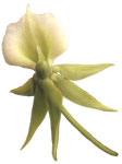 Dancing Light Orchid Essence -  Lucid Dreaming essence