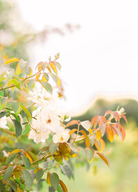 cream flowers with orange-green leaves