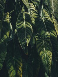 hanging greenery