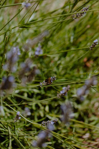 Lavender plant