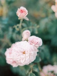 Light pink roses
