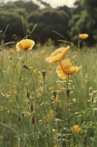 Soft Girl Summer,soft life blog,feminine lifestyle,slow living,international living,luxury wellness,soft life aesthetic,womb wellness,feminine health,vaginal health,pelvic floor health,hormone balance,natural feminine care,menstrual wellness,Yoni care,holistic wellness