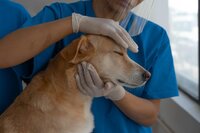 Vet tech wearing gloves petting a dog