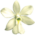 Dancing Light Orchid Essence -  Unveiling Self essence