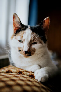Black, white, orange and grey calico cat