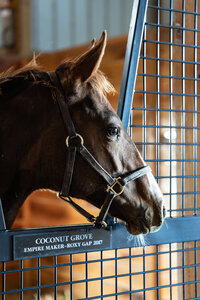 Thoroughbred weanling looking over a stall door.