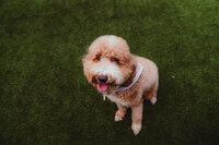 Tulah AKC Standard Poodle