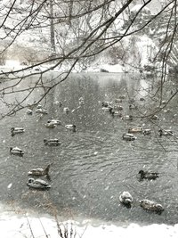ducks in a pond