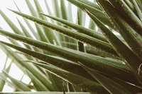 Close up image of an aloe vera plant with water droplets from the morning dew indicating an important ingredient in Berry and Balm soap