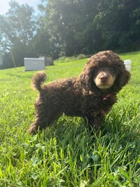 Toy poodle puppy for sale near me