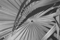 sailboat on the ocean