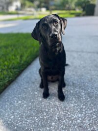 Client Dog image