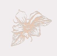 Illustrated clematis flowers with letterpress effect