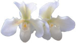 Dancing Light Orchid Essence -  My Own Pure Light essence