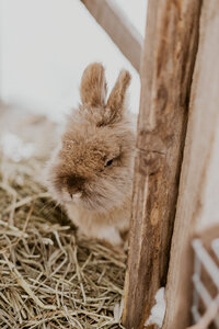 Aurelia’s pet rabbit sitting outside during a sunny day.