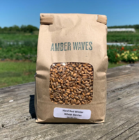 Amber waves wheat berries