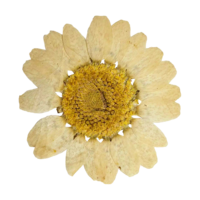 Dried yellow flower web element